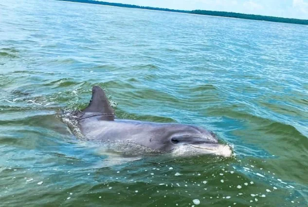 dolphin-hilton-head.JPG