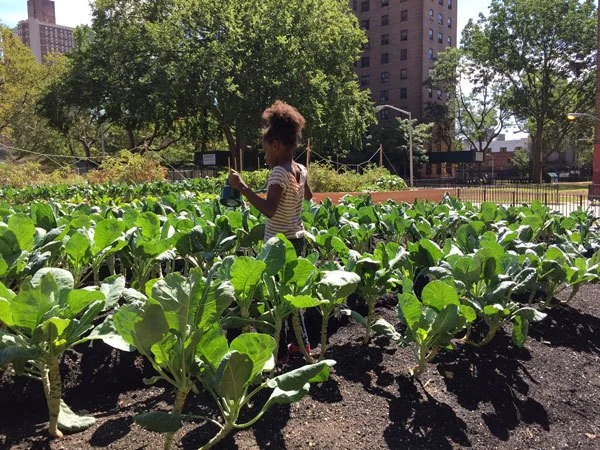 Photo: Building Healthy Communities farms at NYC public housing: partners Unilever, Green City Force. Photographer/Mayoral Photography Office.