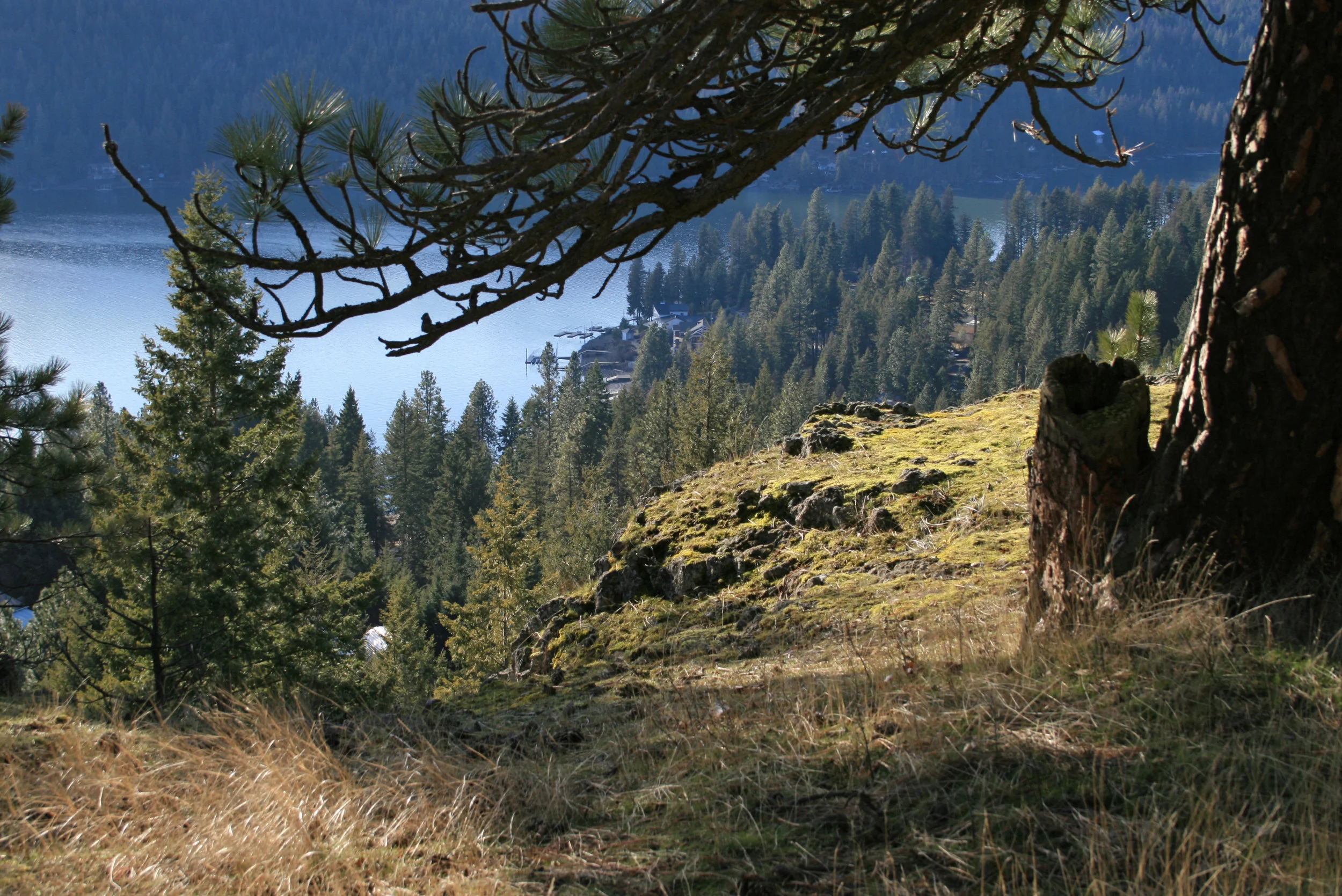 ponderosapines_cdalakehike_jmoring.jpg