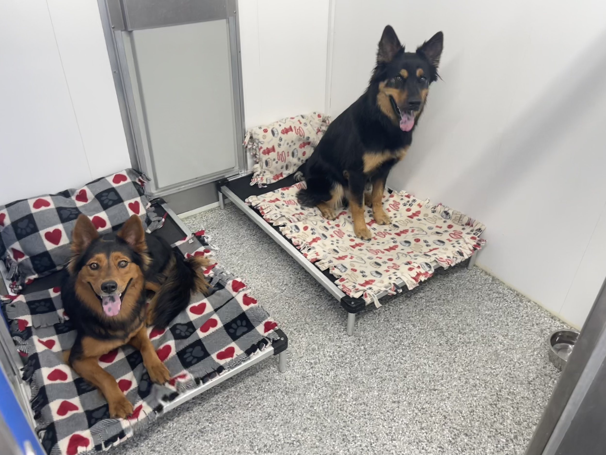 All dogs cheap gym boarding