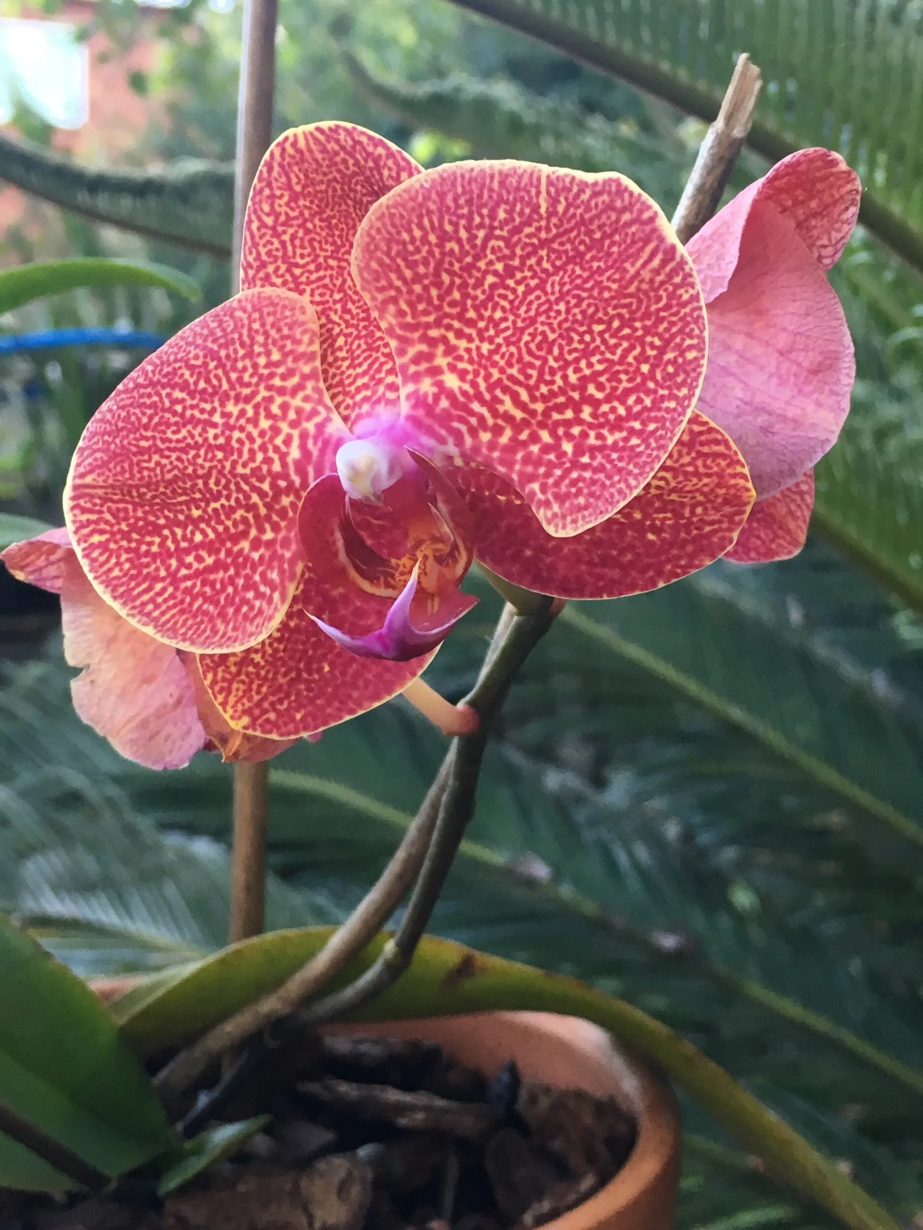 Lily