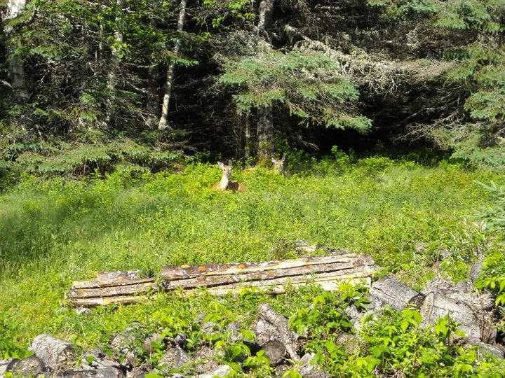 Fawn on trail.jpg