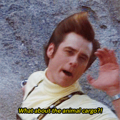 giphy-7.gif