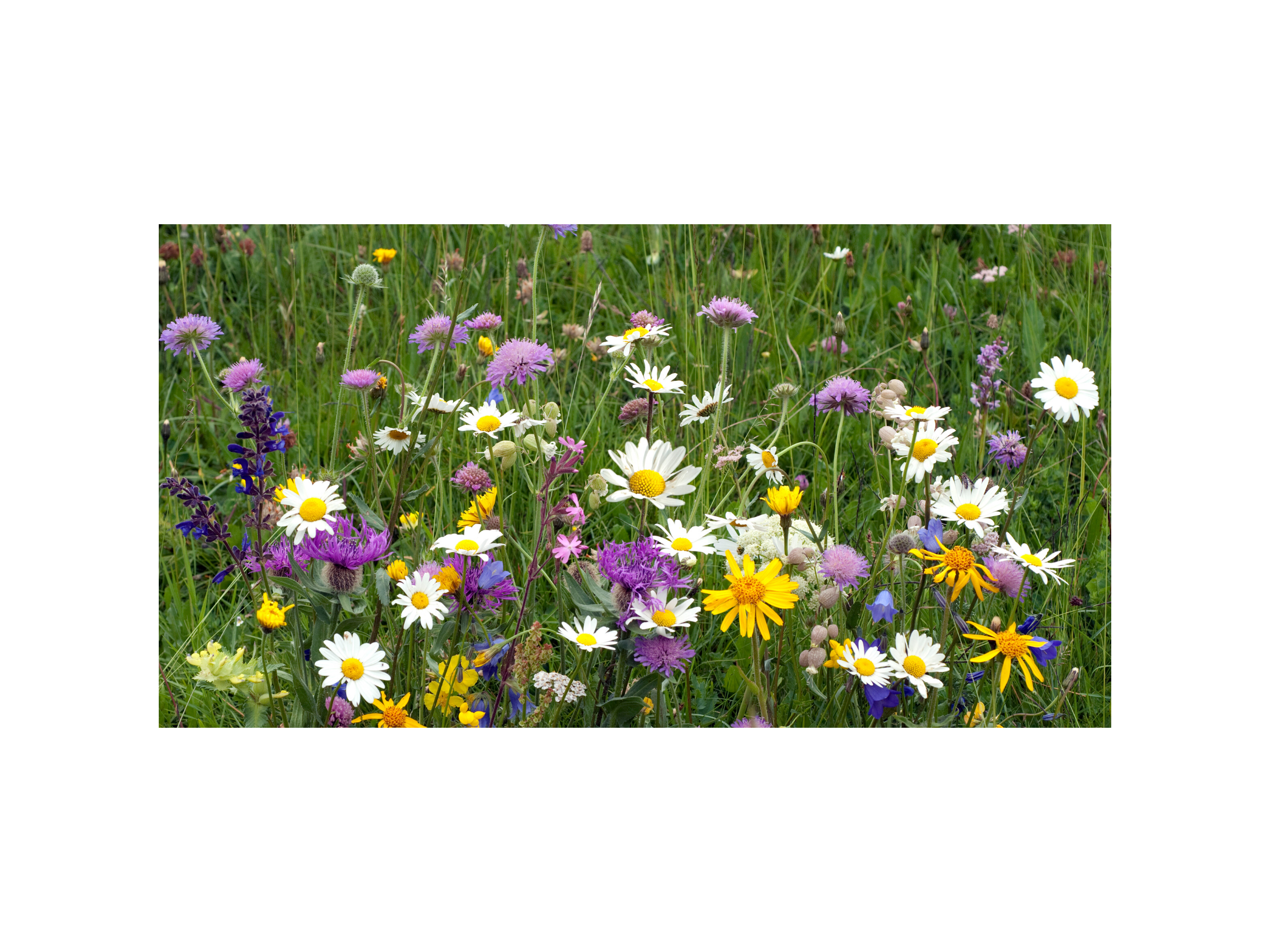 meadow.png