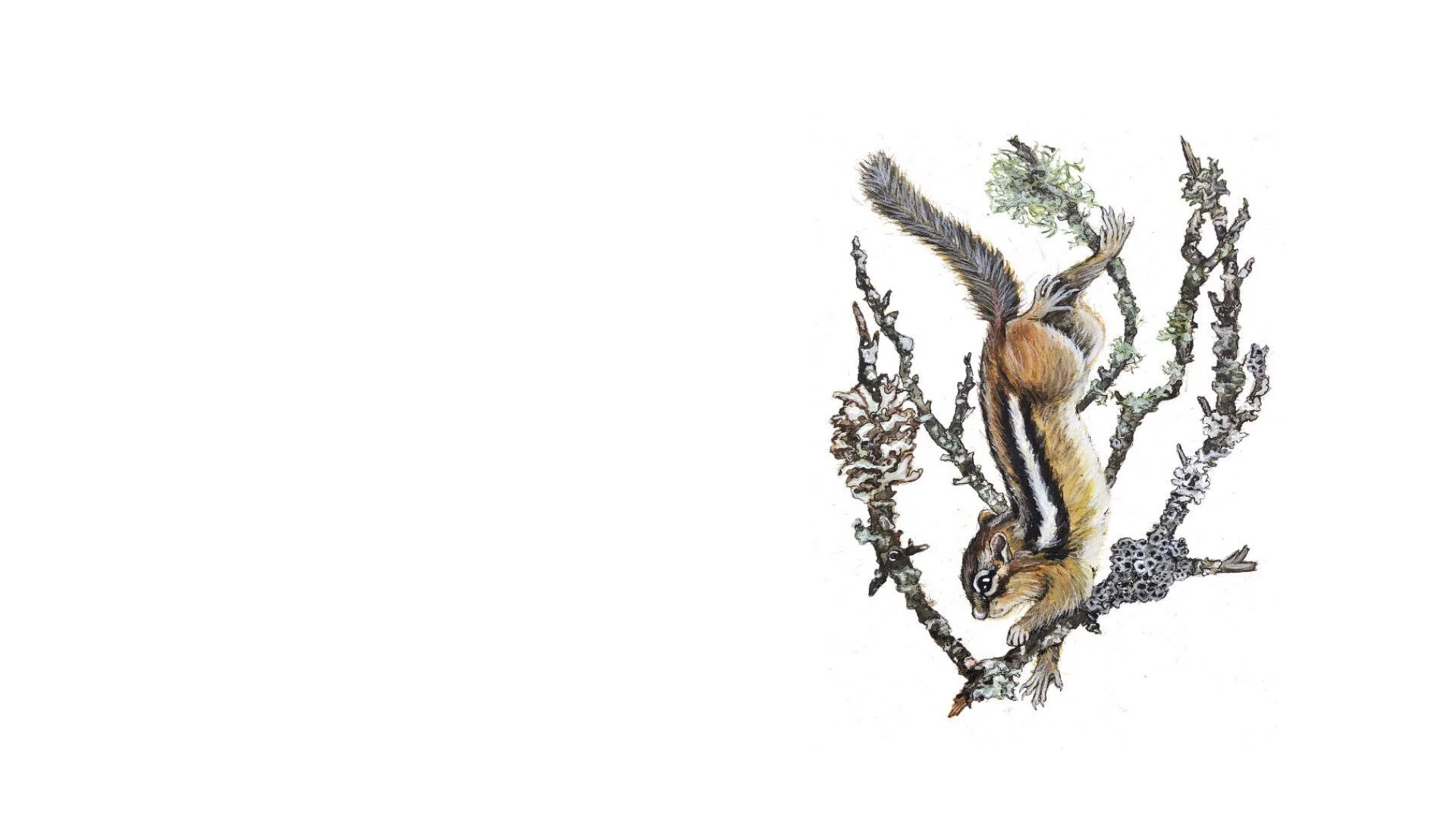 chipmunk widescreen.jpg