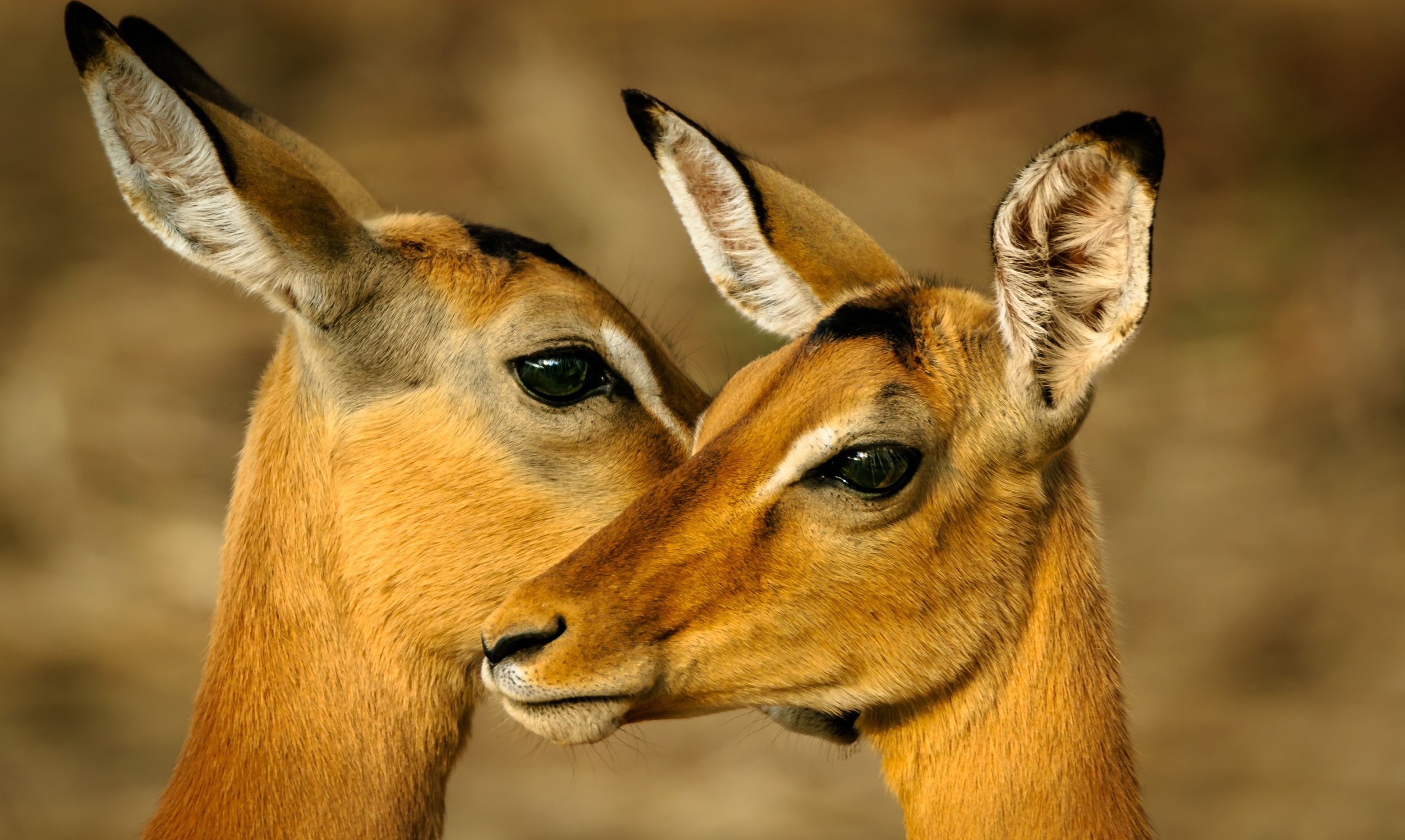 	Olpejeta Conservancy