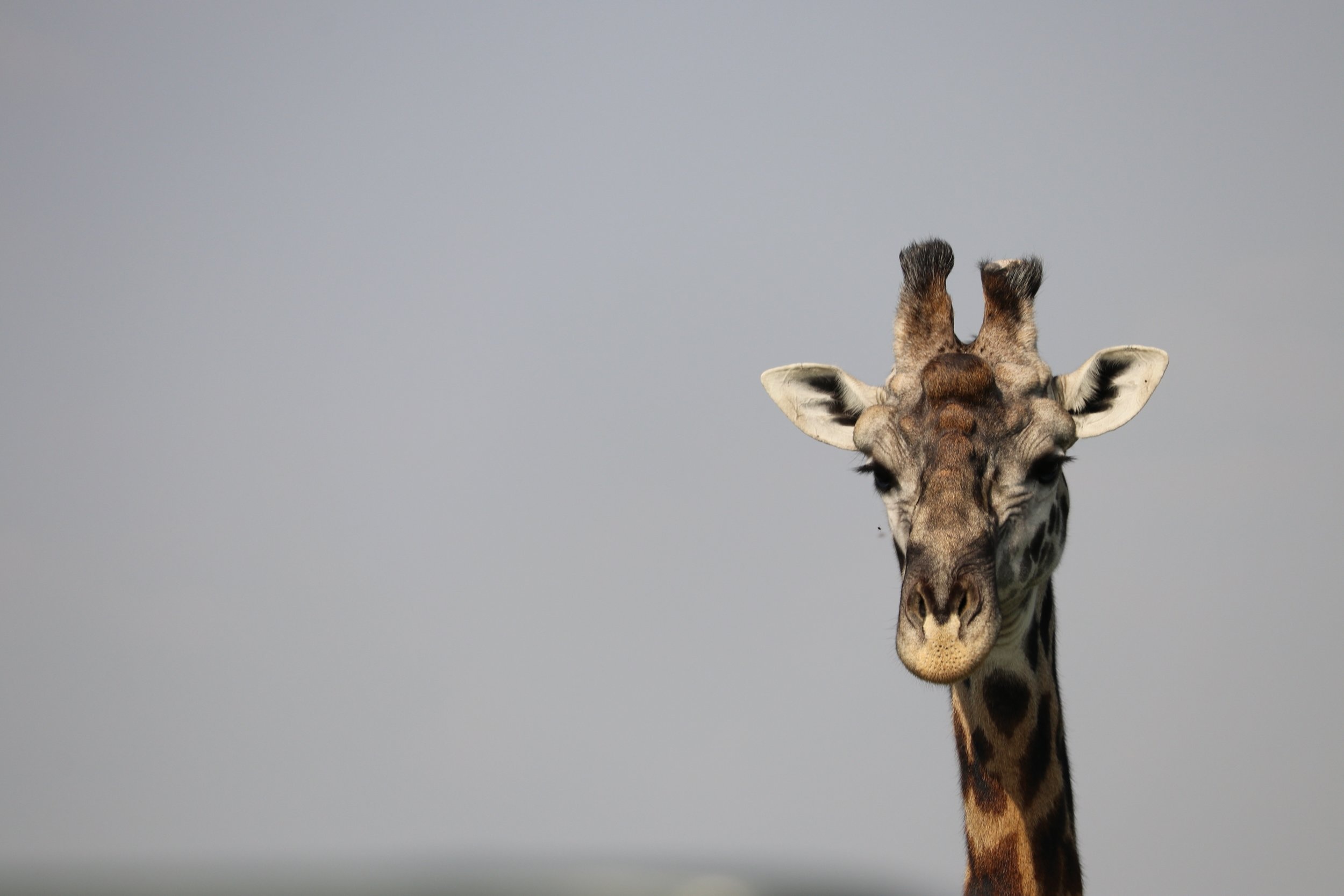 Lake Nakuru National Park