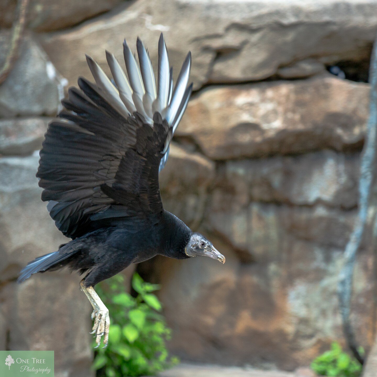 #onetreephotos #onetreephoto #cincinnati #cincinnatiphotographer #cincinnatizoo #cincyzoopic #exoticbird #vulture #canonphotography #canon #canonusa #stunnersoninsta #birdphotography #bird #birdsofinstagram