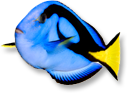 blue-fish.png