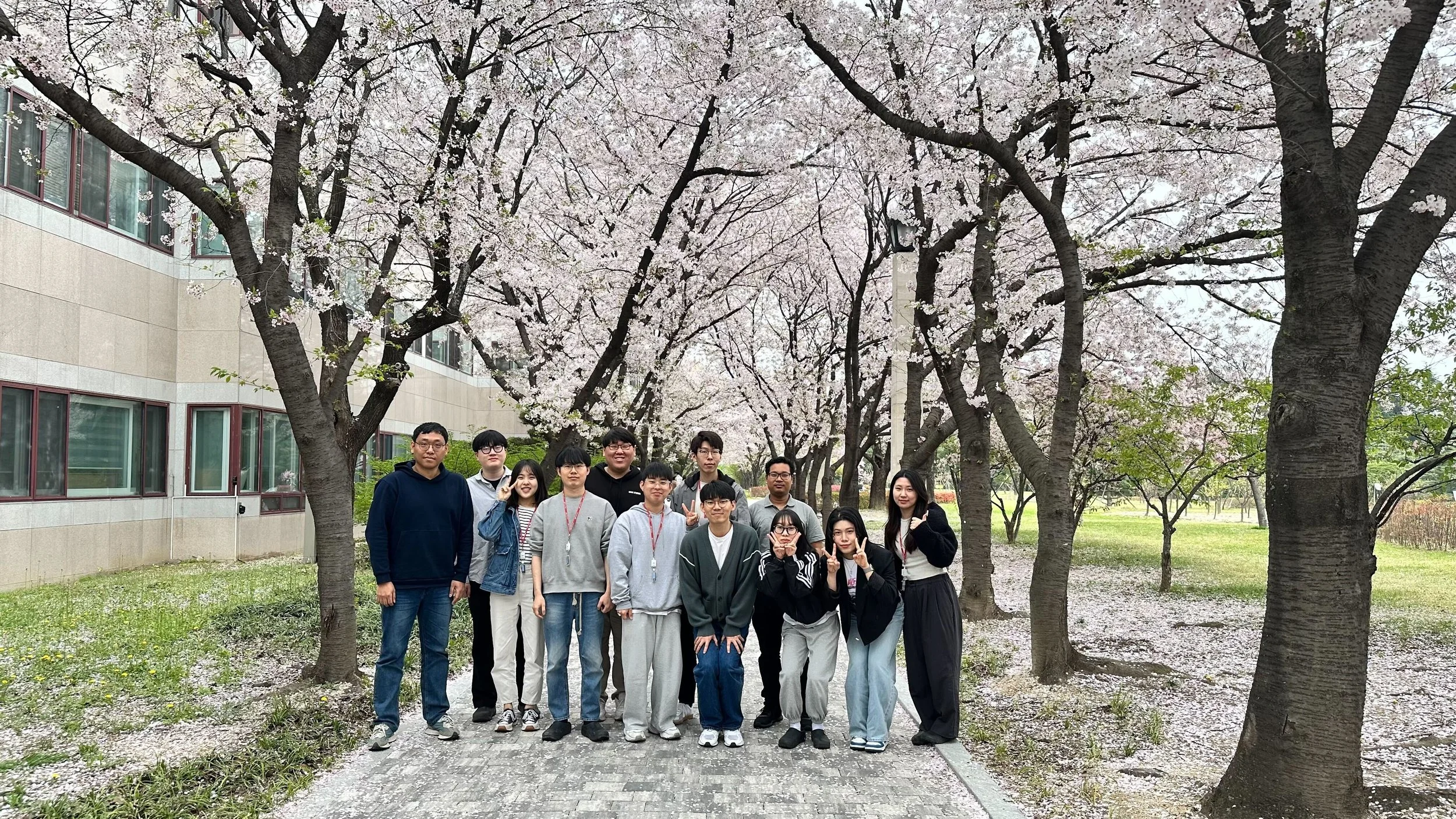 2024 봄 맞이 벚꽃 폭짜