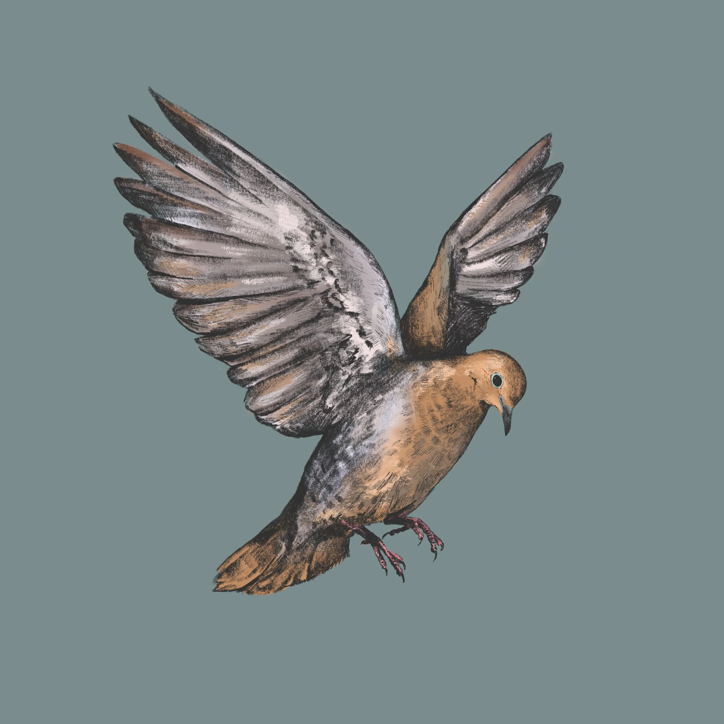 Dove.jpg