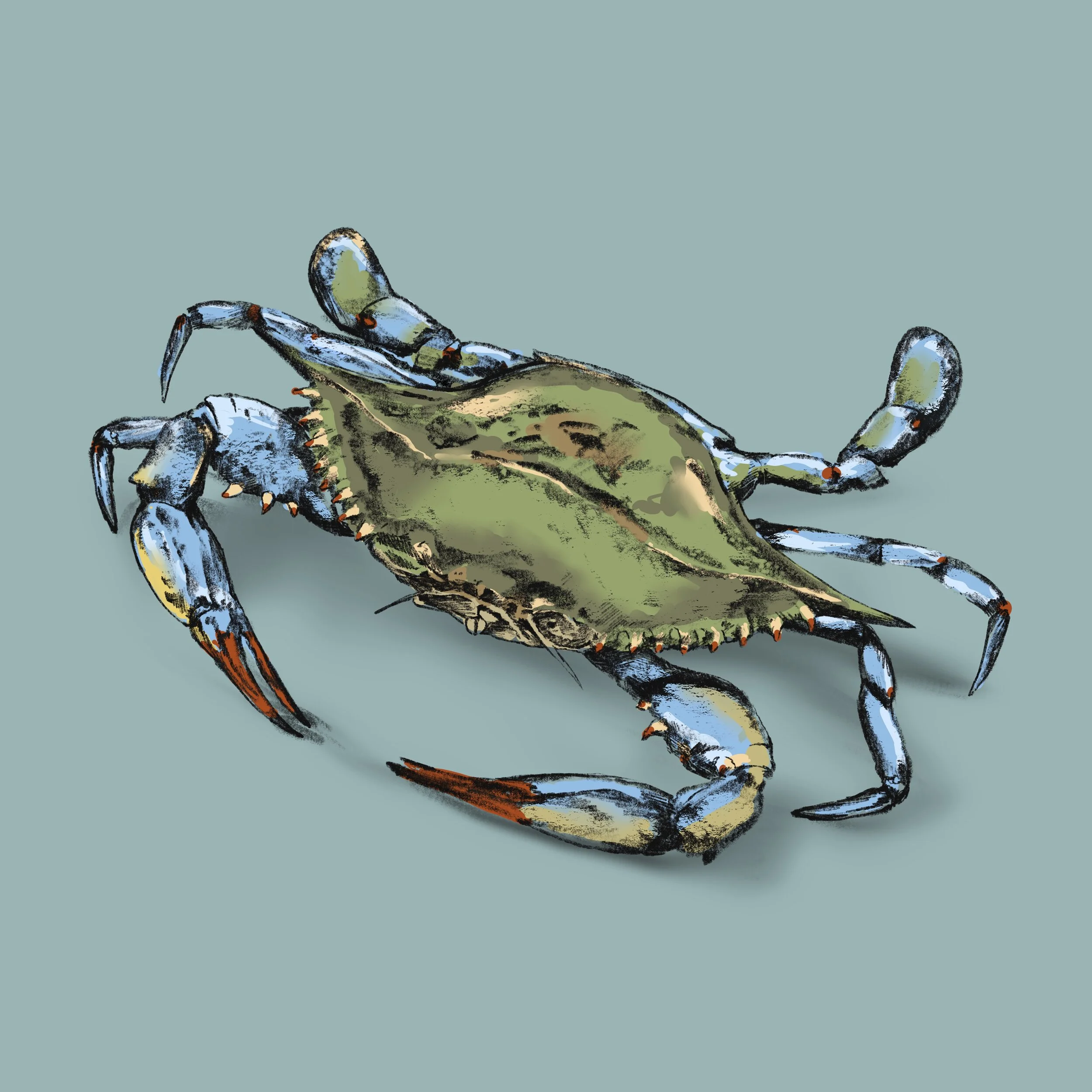 Blue_Crab.jpg