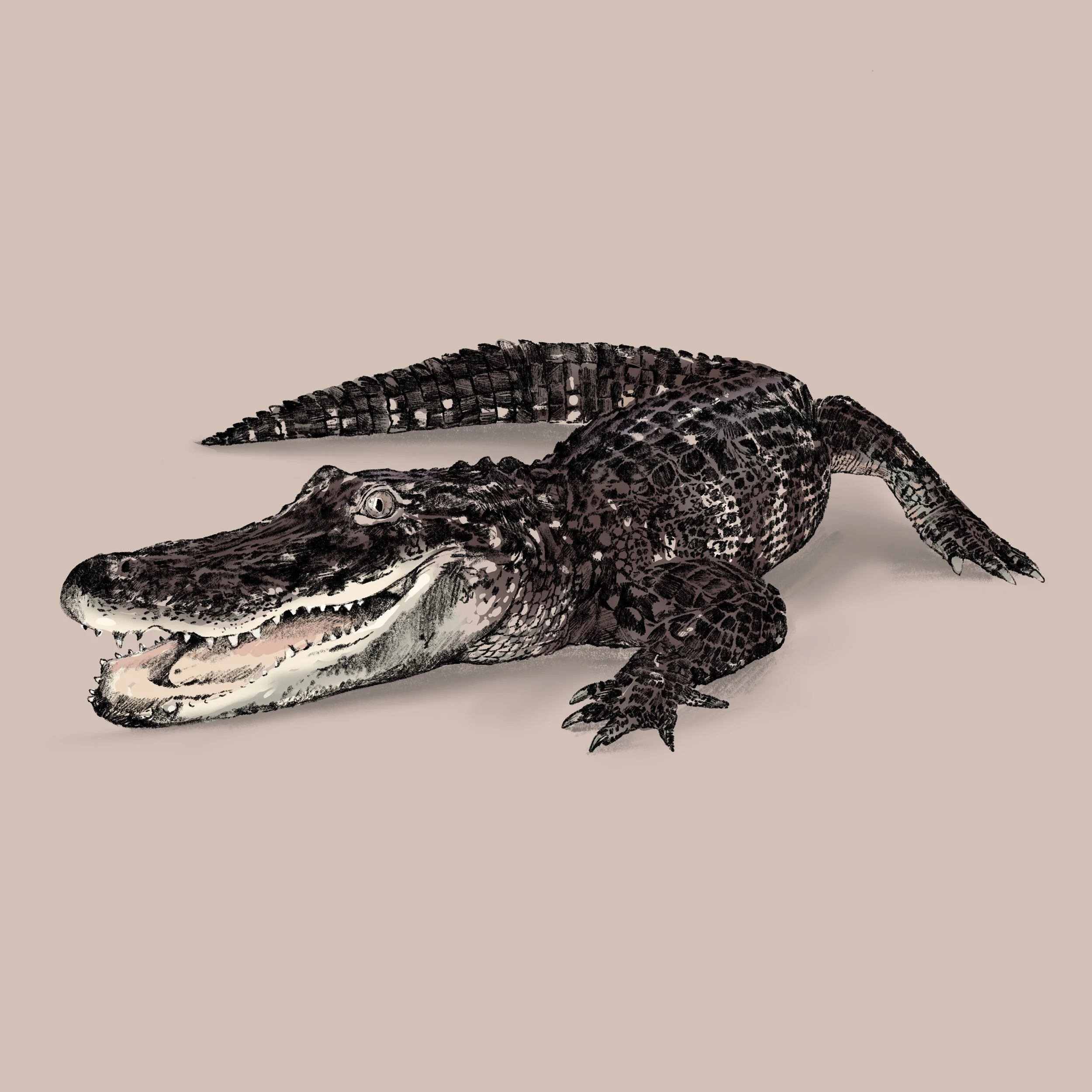 Gator.jpg