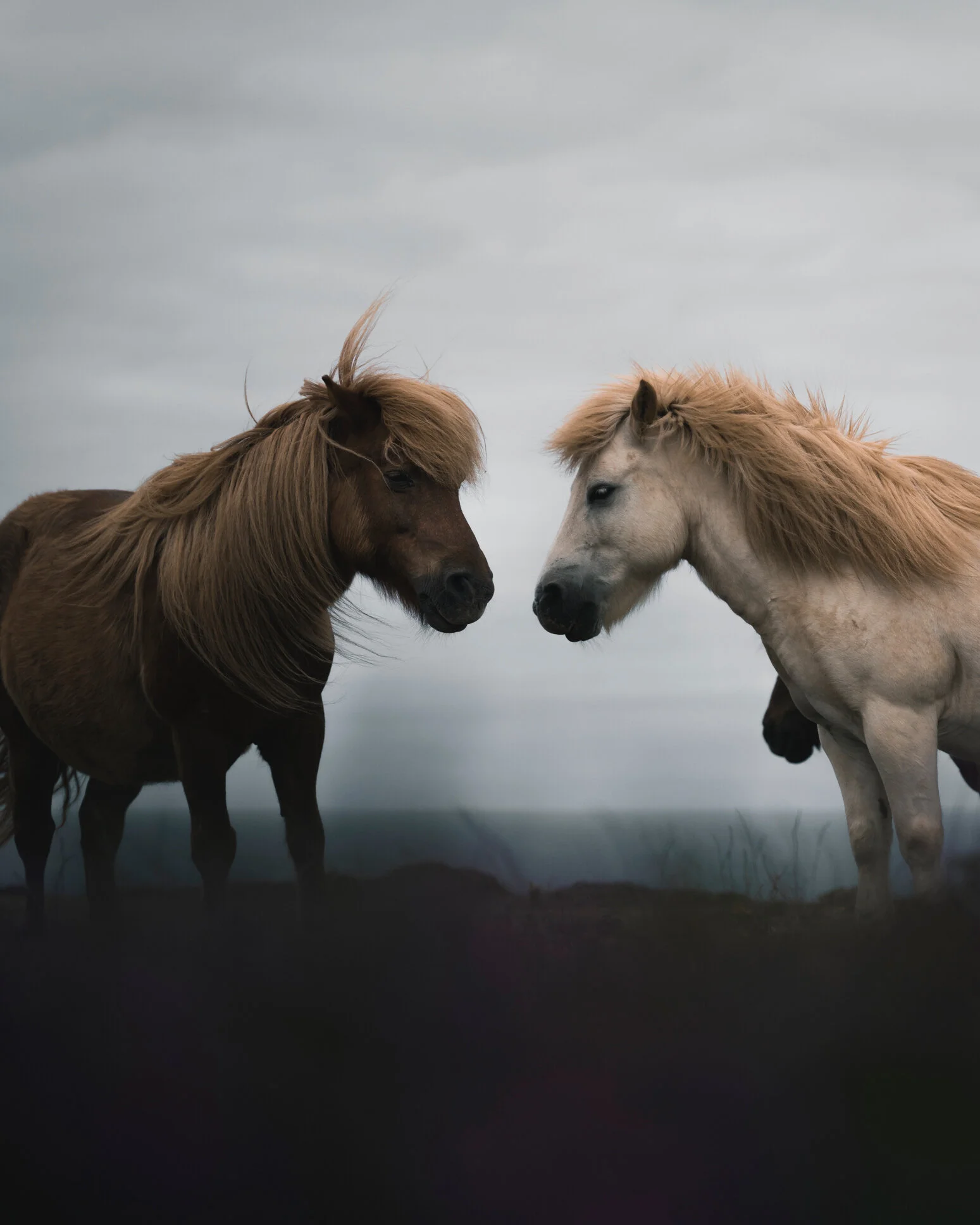 ANIMAL-5.jpg