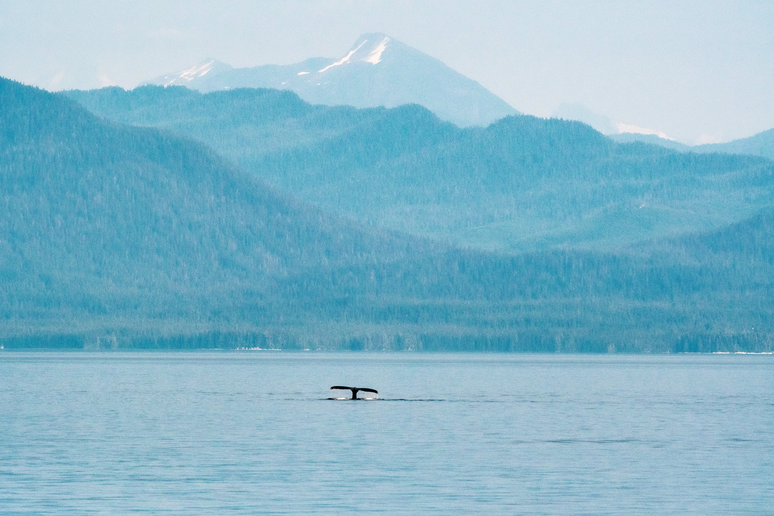 Tips For Seeing Wildlife on an Alaskan Cruise