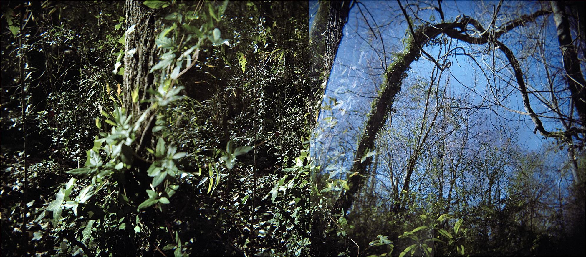 SouthernMoss.jpg