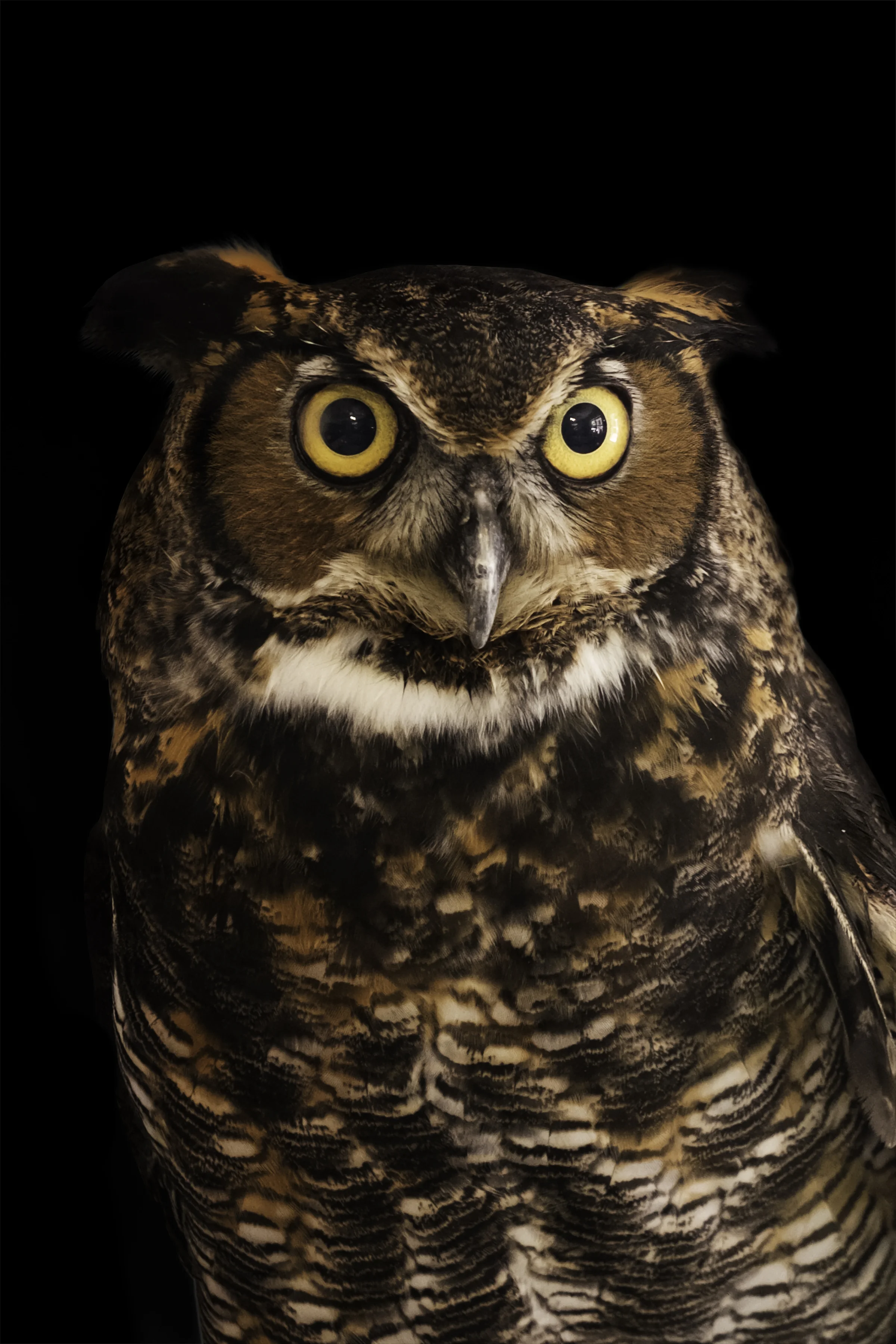 Owlscar