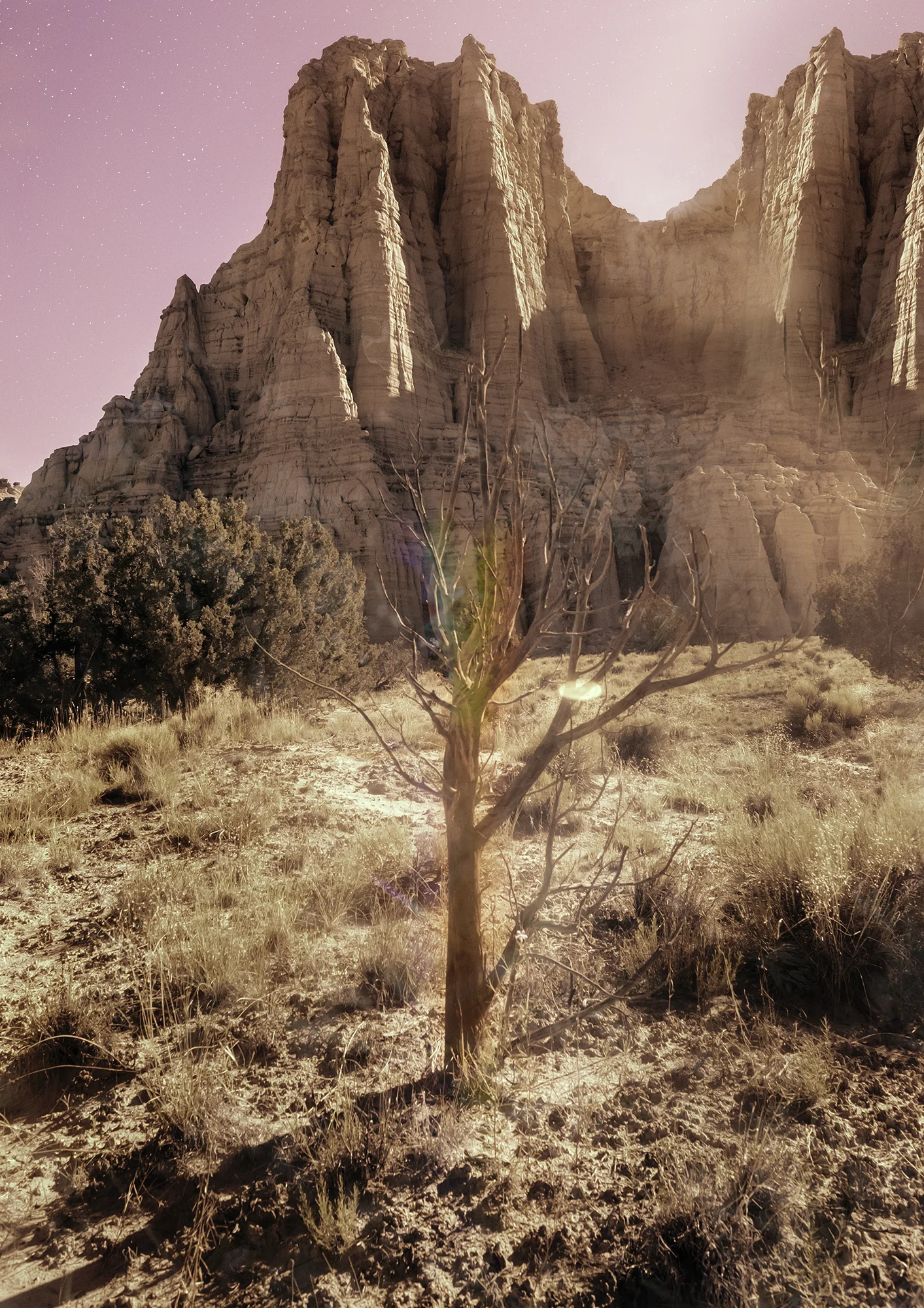 rainbowtree.jpg