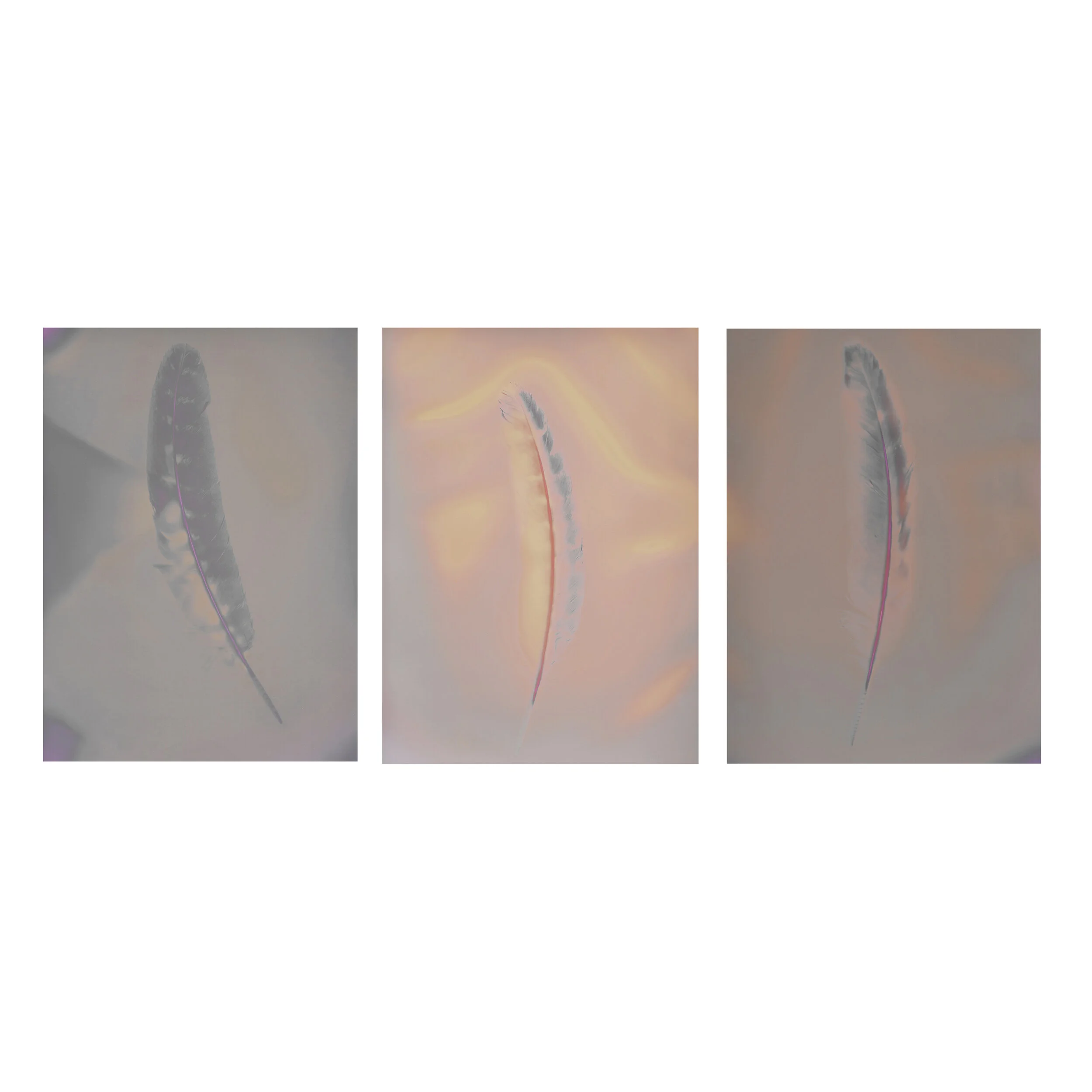 feather_triptych.jpg
