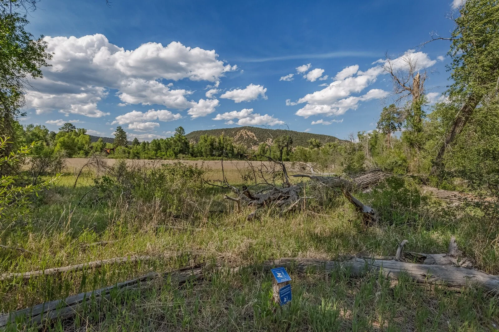 49_11_Pinon_Lane_Carbondale_81623049_mls.jpg