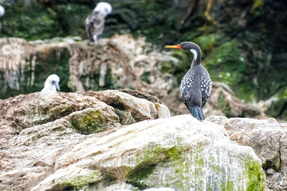 Cormoran near Punta de Choros.