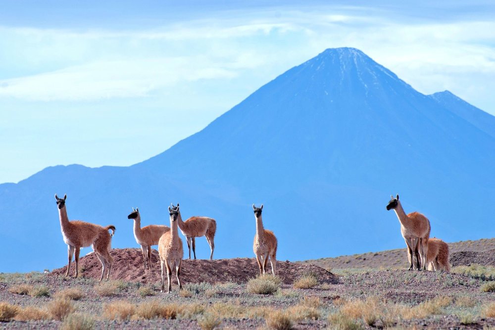 Guanacos near San Pedro de Atacama in Chile.