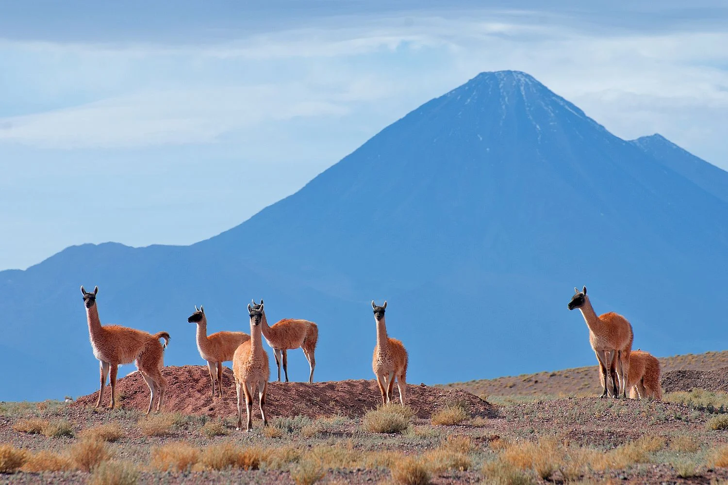 Guanacos near San Pedro de Atacama with volcano in the background. Chile Montaña Solar Eclipse 2019 Atacama Expedition.