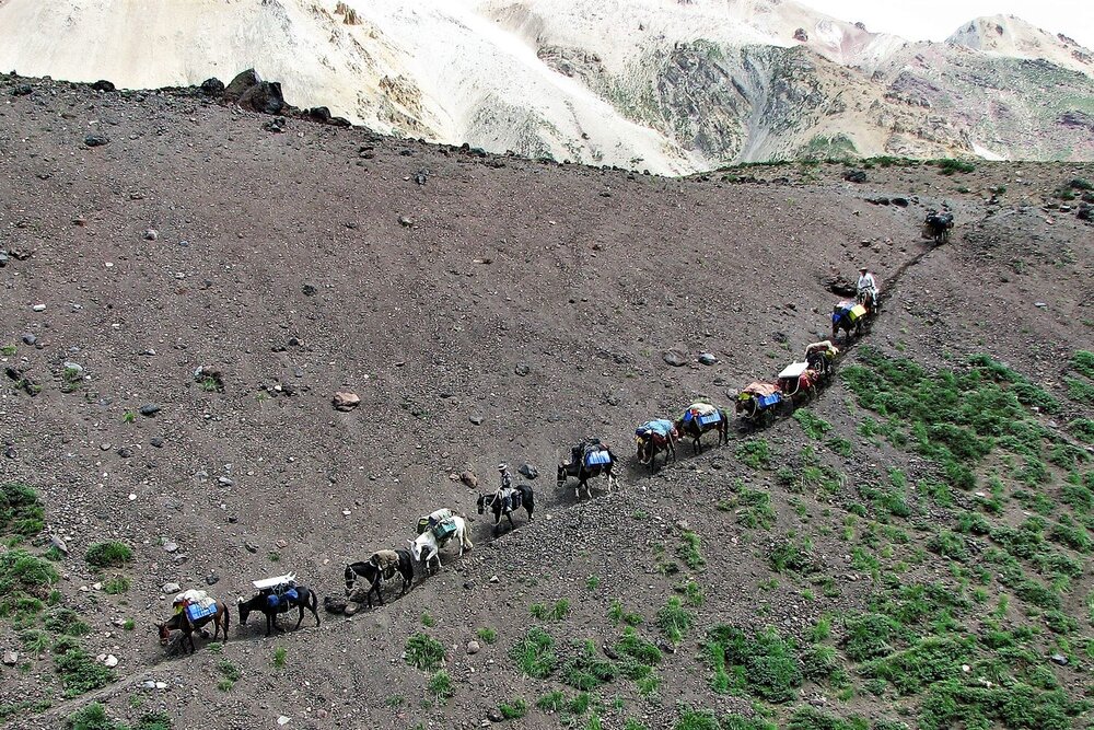 Chile Montaña Mules in Tupungato