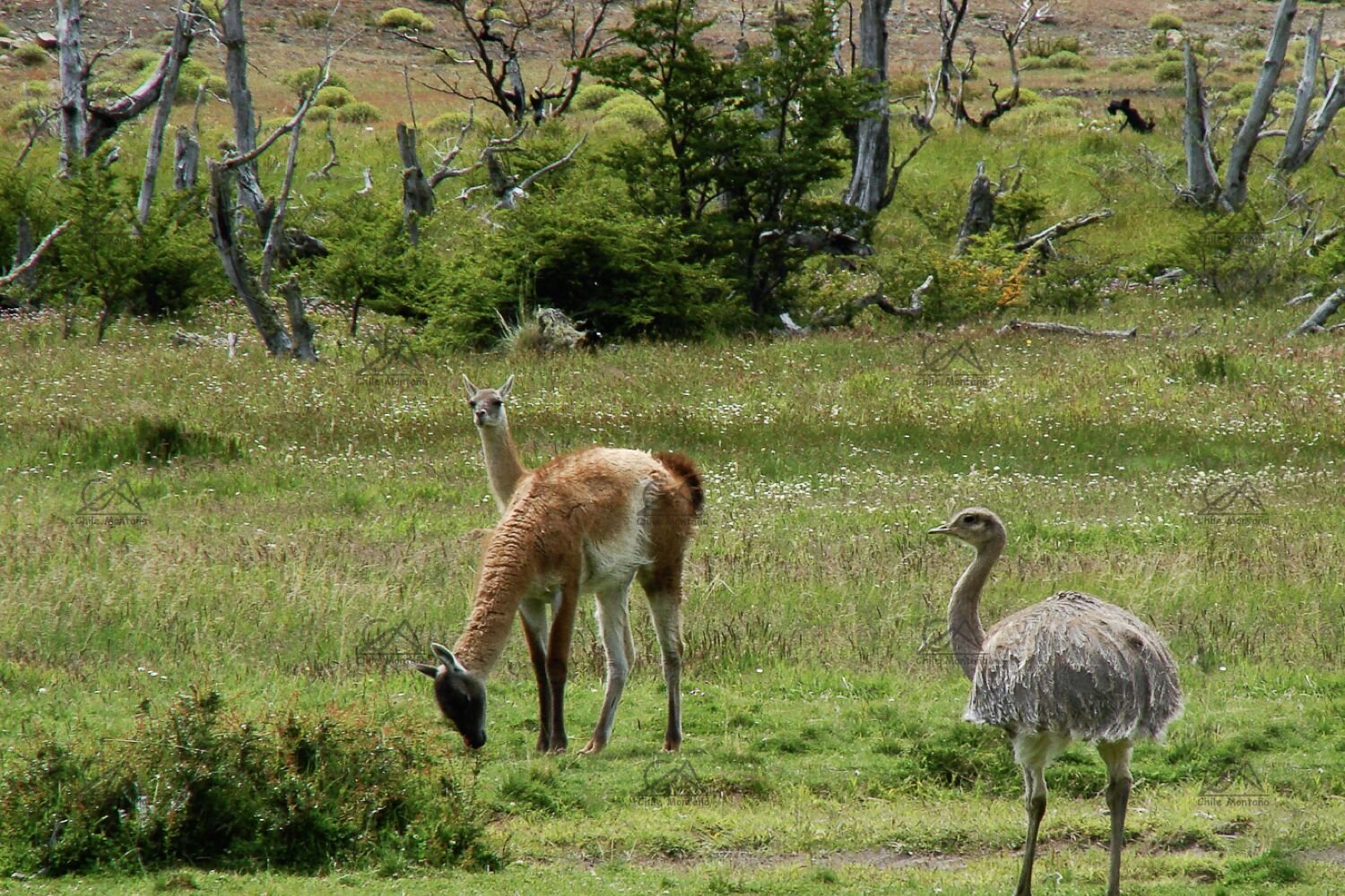 ChileMontana Torres del Paine Bike Tour (WM) 22.jpg