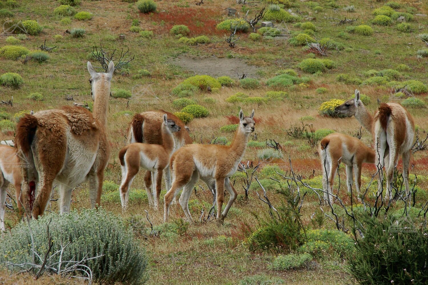 ChileMontana Patagonia in Two Wheels 10h.jpg