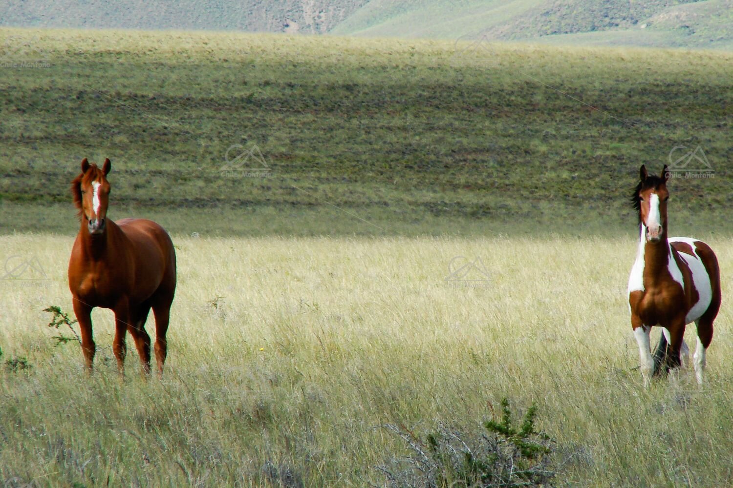 ChileMontana Patagonia in Two Wheels 22h.jpg