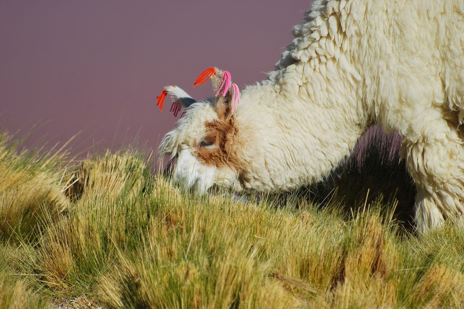  Lama grazing in the Andean highlands 