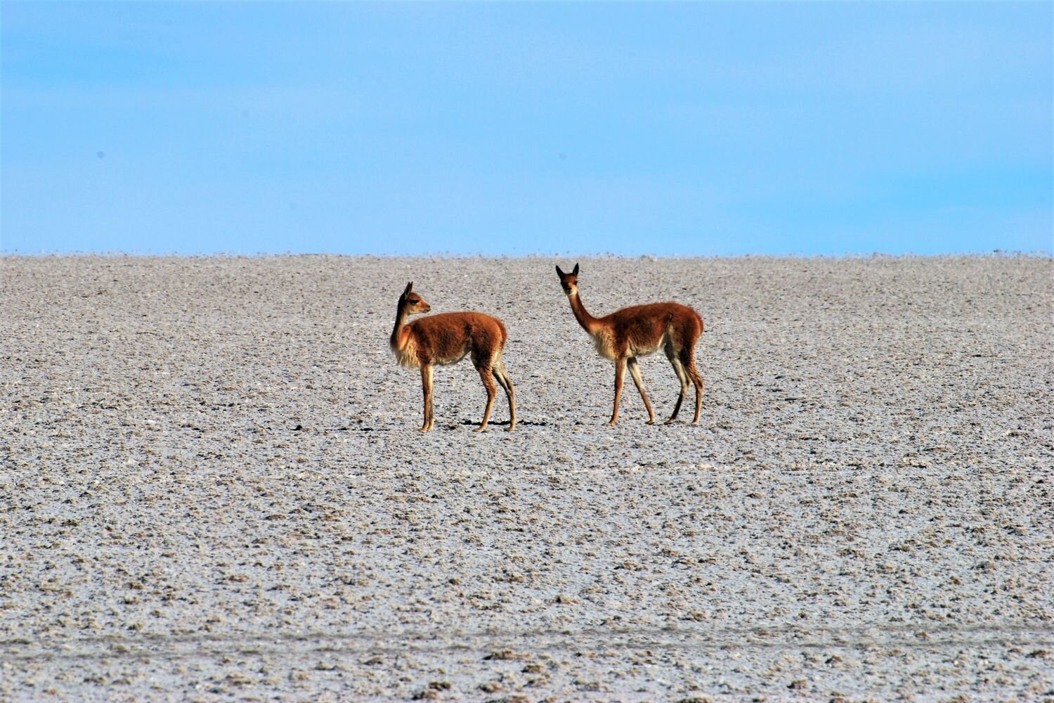  Vicugnas near Colchani, Uyuni Salt Flat  