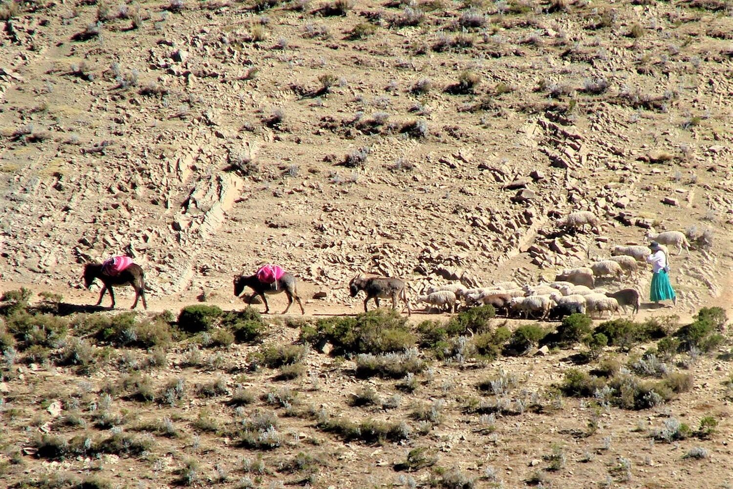  Local lady traveling with her sheeps and donkeys. Sun Island. Lake Titicaca. 