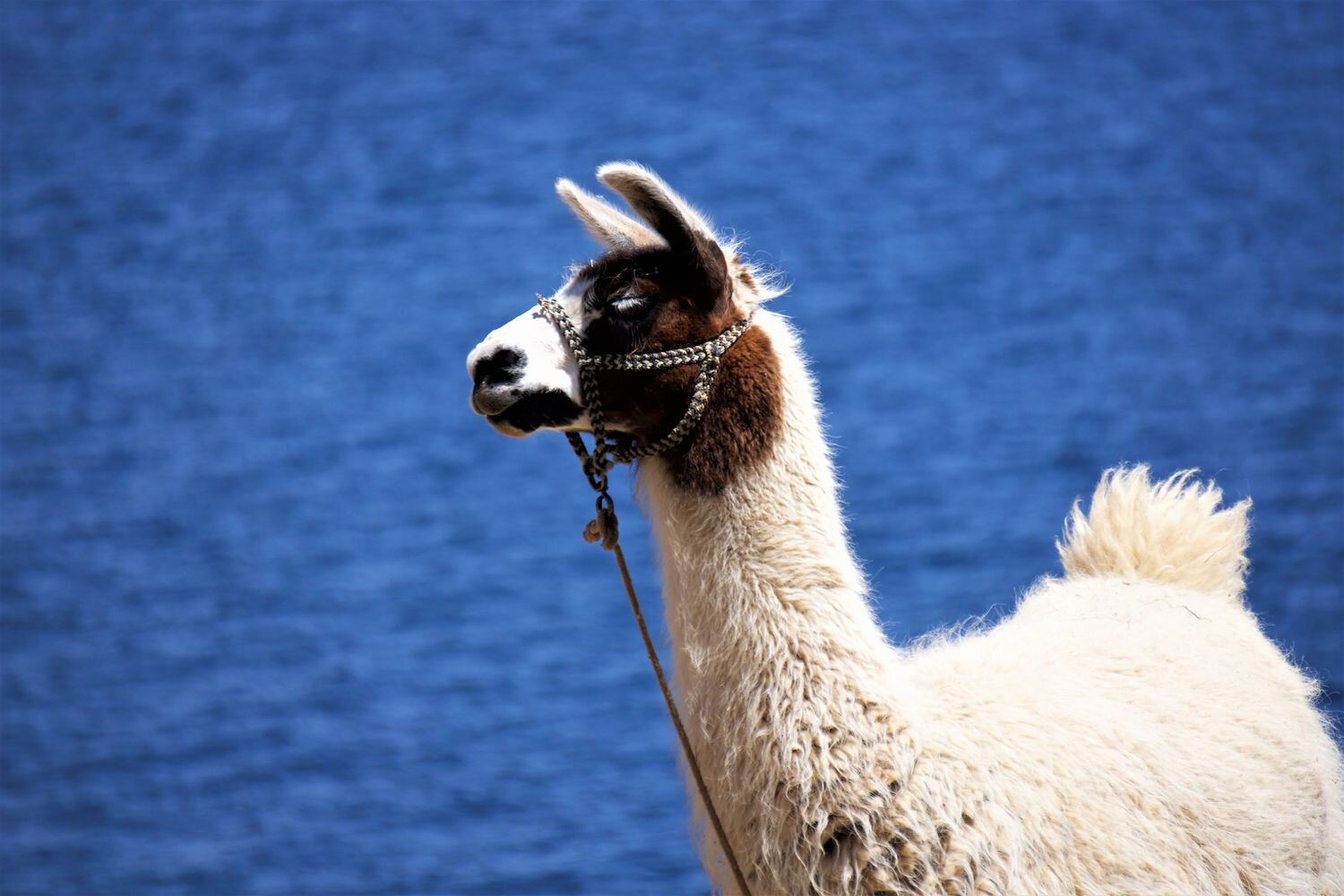  Lama remains the most important domestic animals in the Sun Island. Lake Titicaca. 