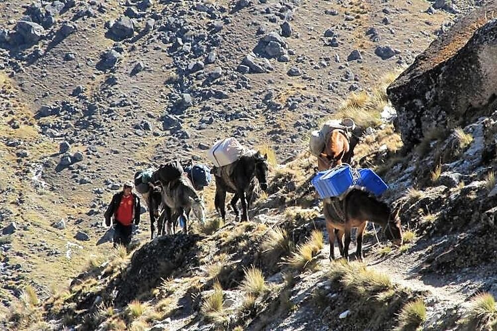  Mules carying loads. Cordillera Real Trek. Bolivia 
