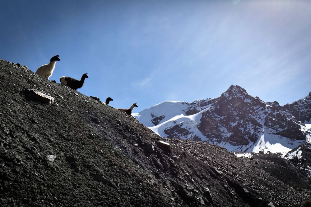  Curious lamas. Cordillera Real Trek. Bolivia. 