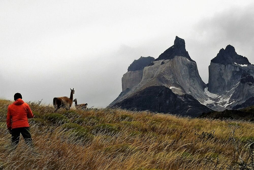 Guanacos at the foothill of Los Cuernos del Paine. Chilean Patagonia. 