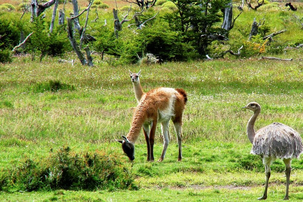  Guanacos and chilean ostrich are part of the landscape in Torres del Paine National Park. 