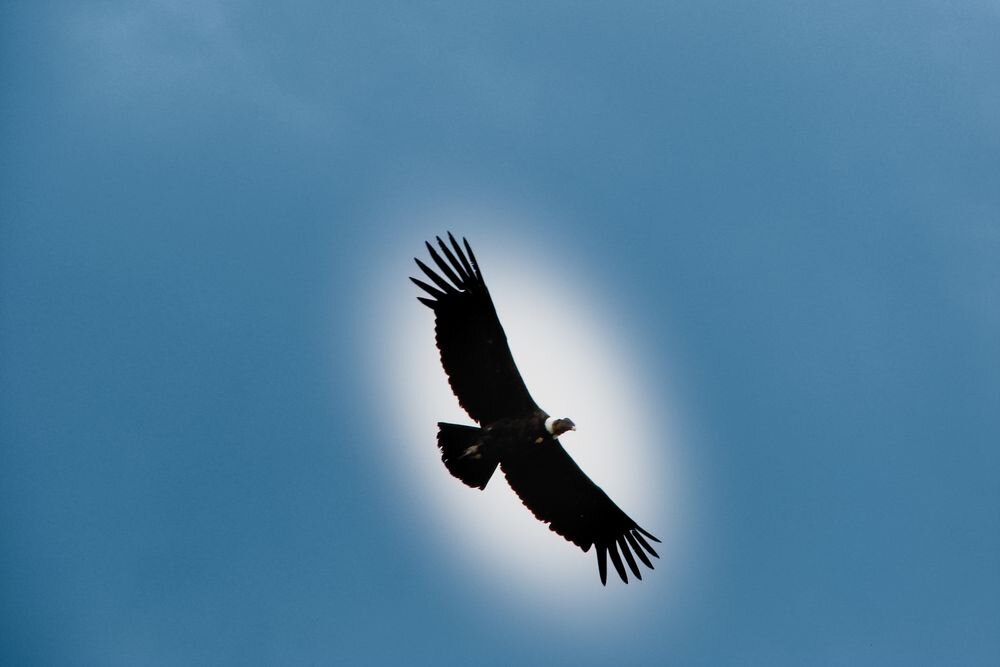  Condor, the biggest flying bird. Estancia Olga Teresa. Punta Arenas, Chile. 