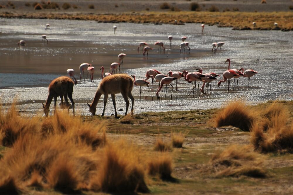  Vicunas and flamingoes at the shores of Laguna Colorada 