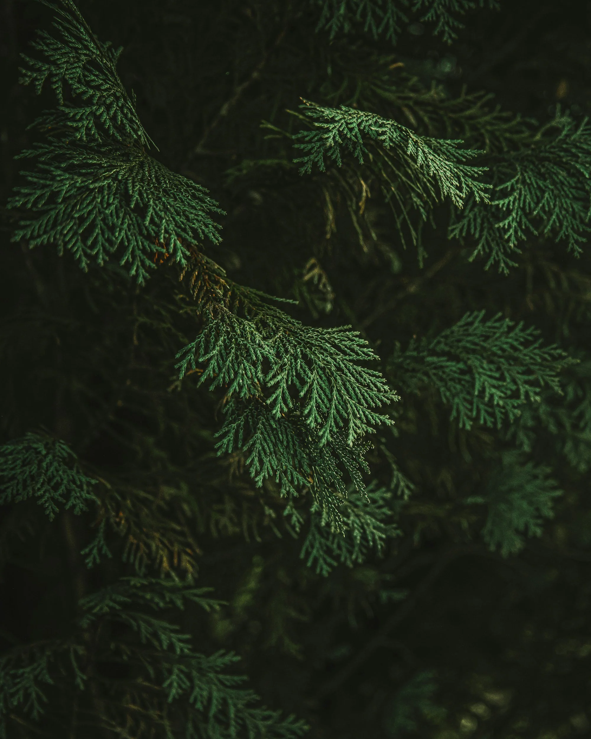 NIHB Therapy Ontario | Therapy for OCD, Anxiety & Eating Disorders for First Nations, Inuit and Métis Clients
