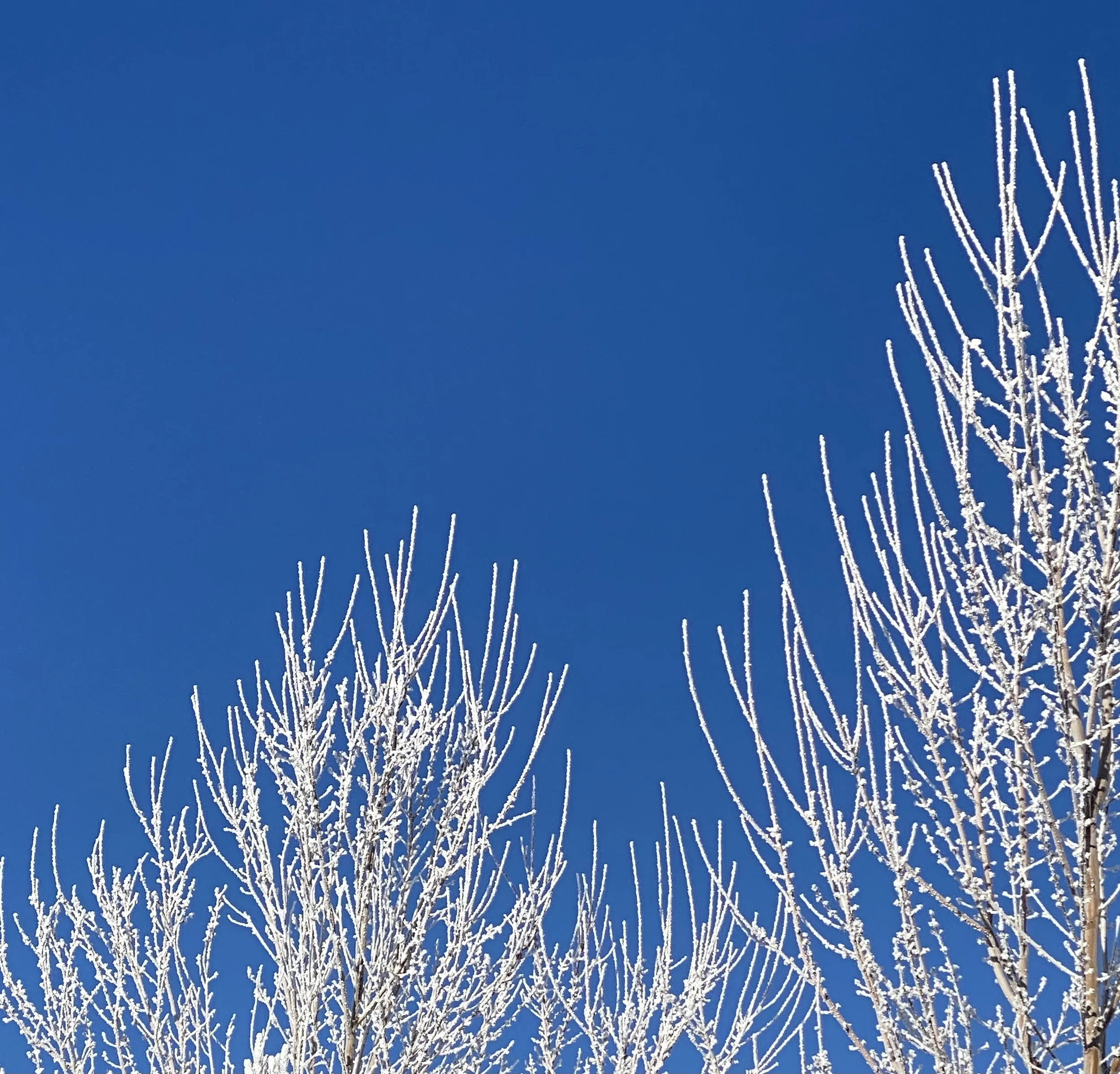January ~ A Time of Hibernation and A Time of Healing
