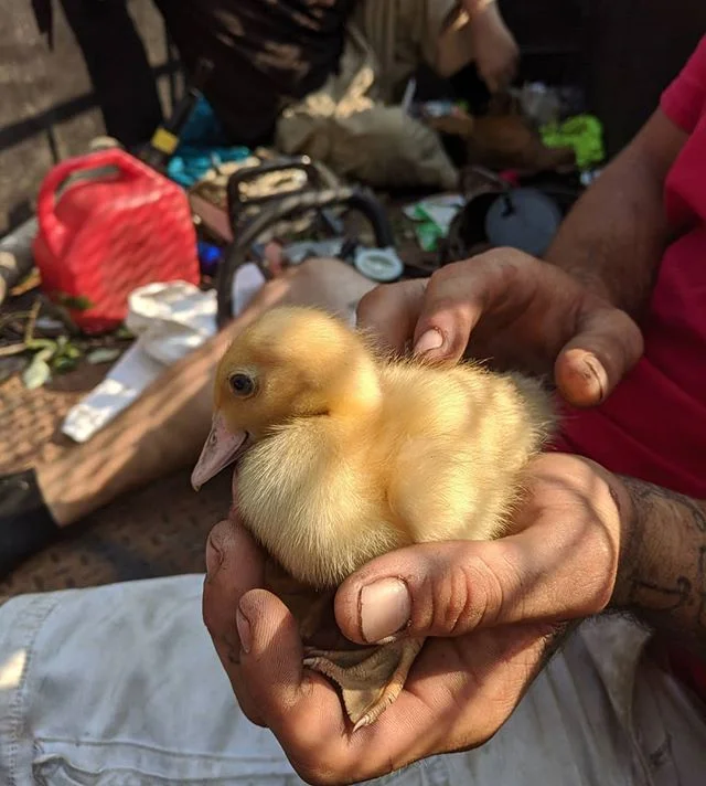 Make way for ducklings
