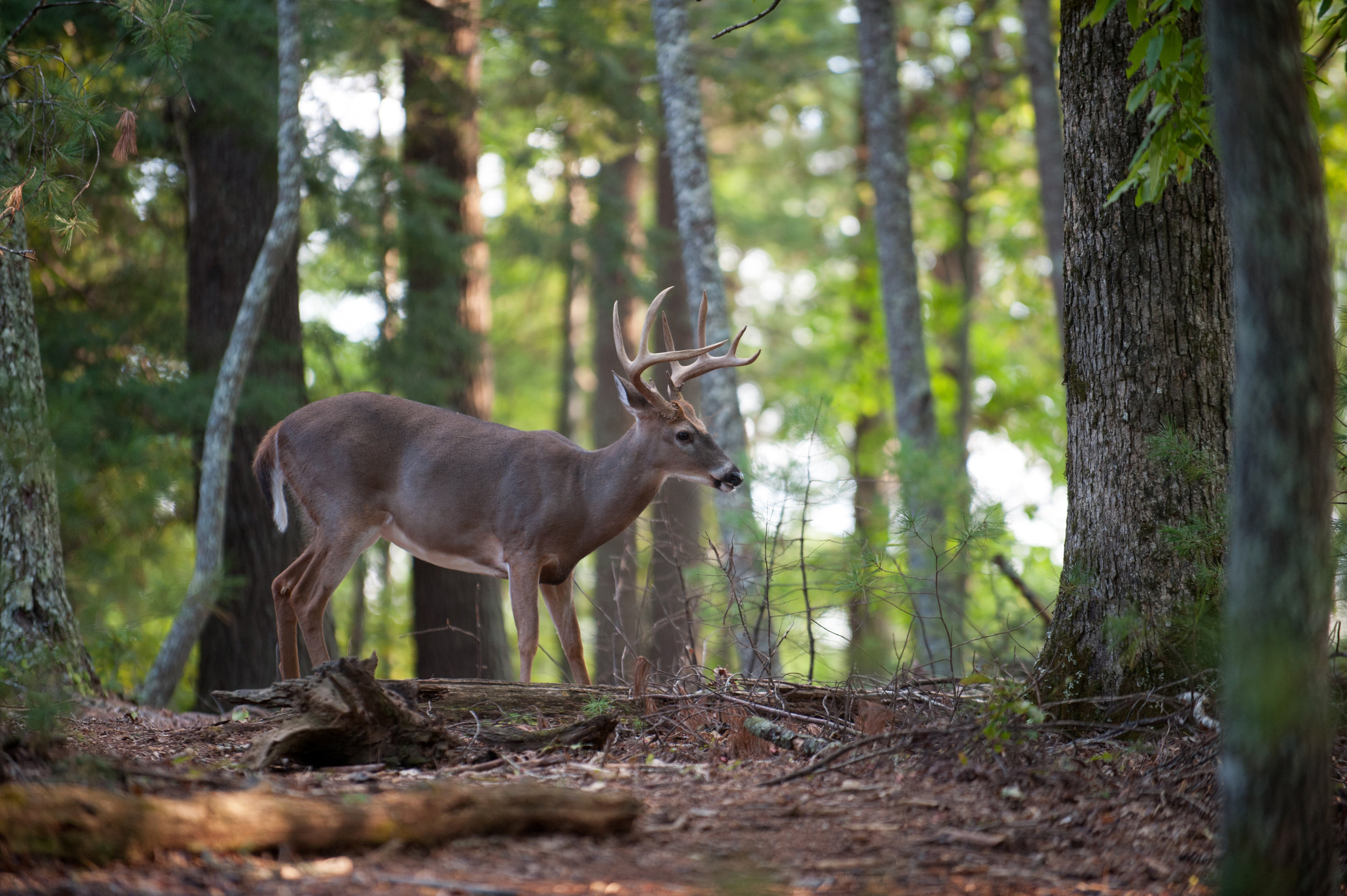  Long-term Sustainability for America’s White Oak 