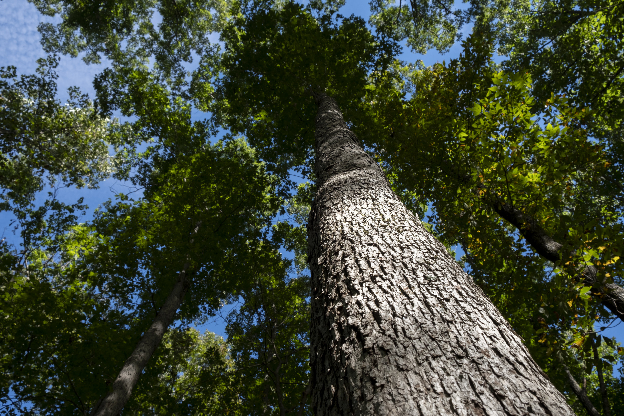  Long-term Sustainability for America’s White Oak 