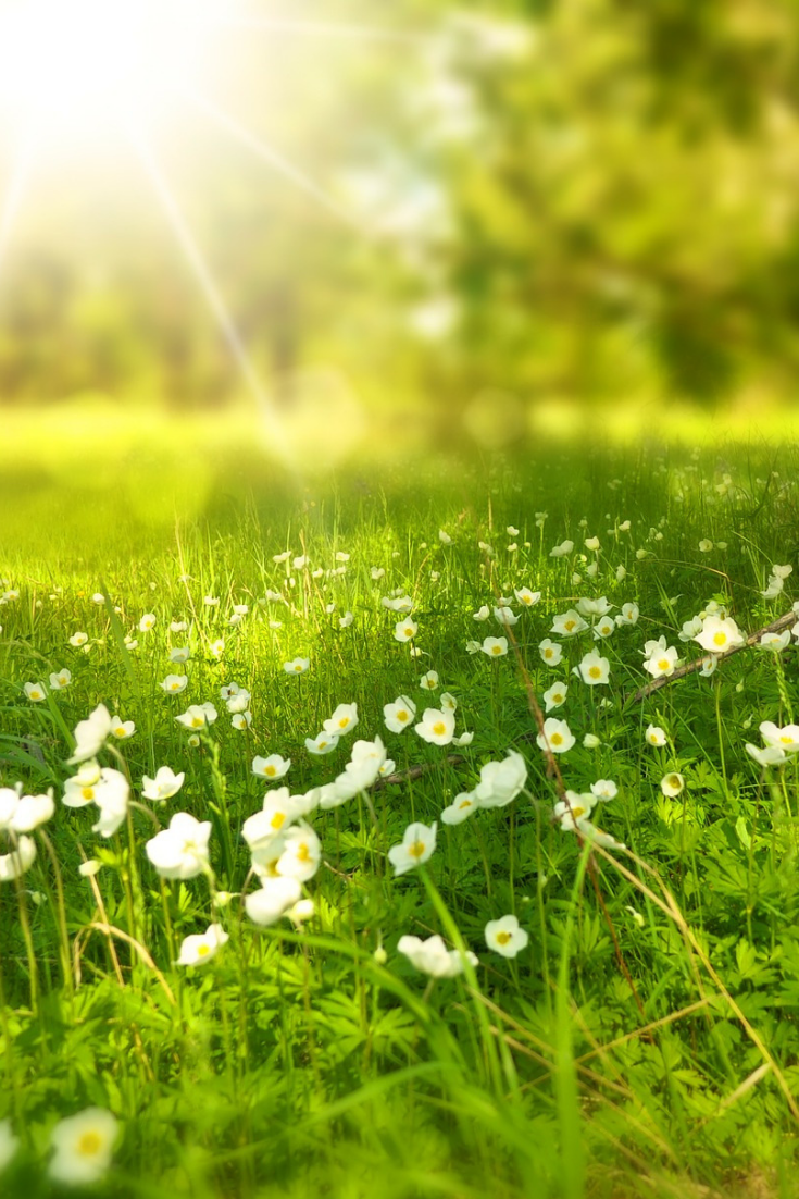Mayer Counseling Services-Website Graphics (1).png