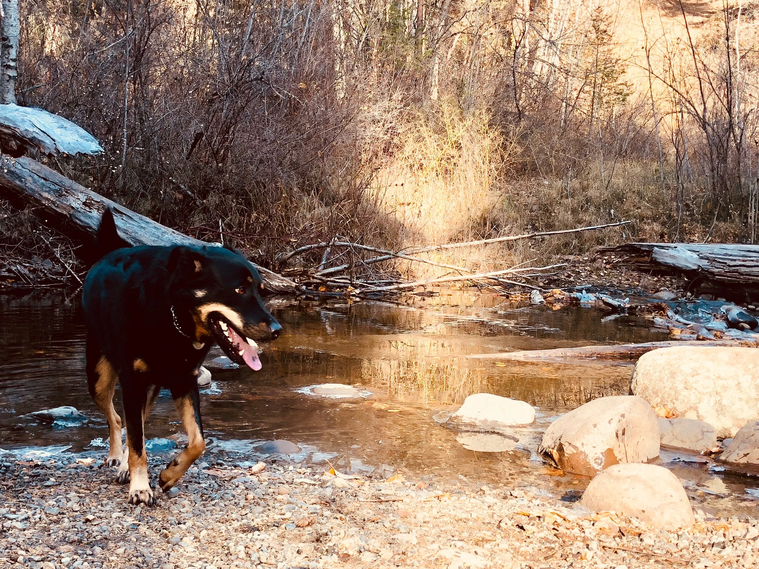 3 Things My Dog Taught Me