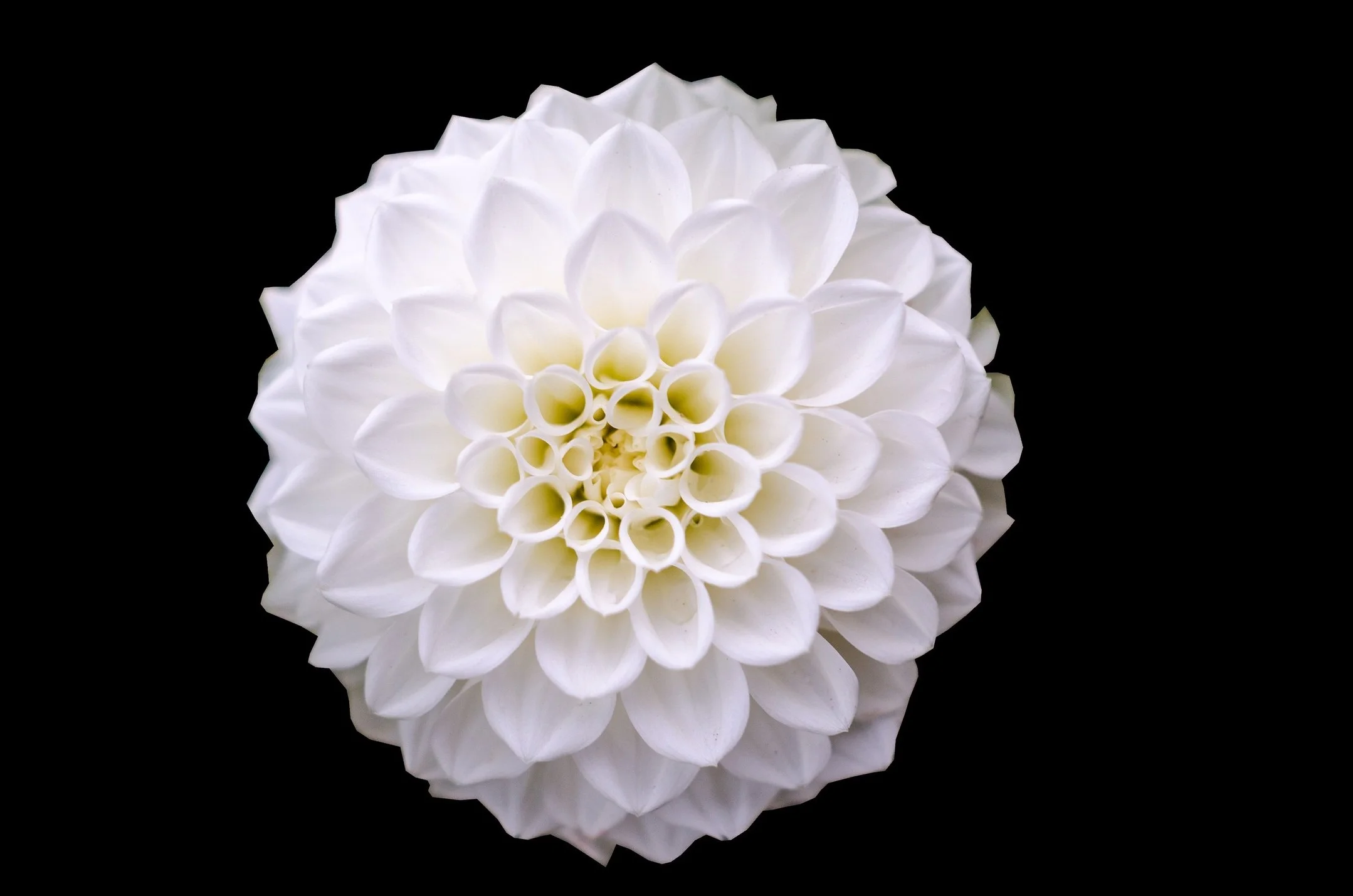 beautiful-bloom-669508.jpg