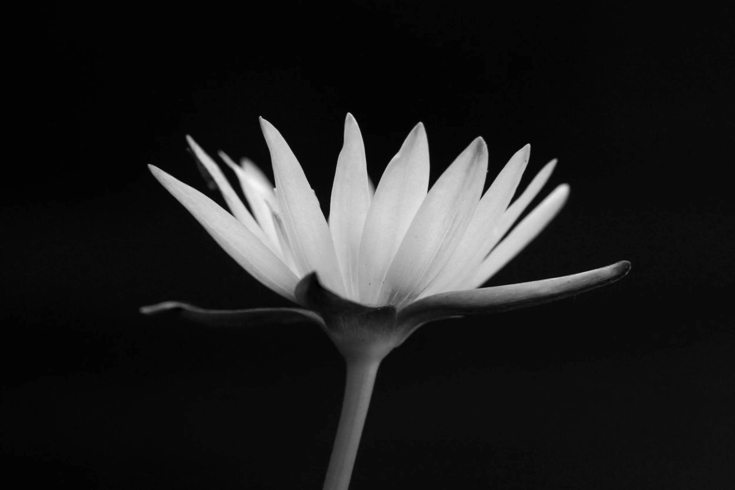 EMDR Therapy and Complex Trauma Treatment